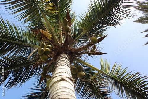 palm tree on background of blue sky