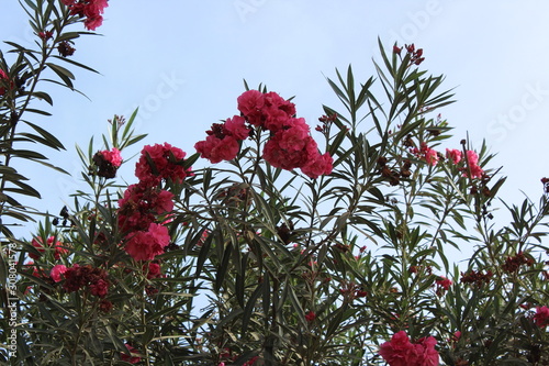 red flowers in garden