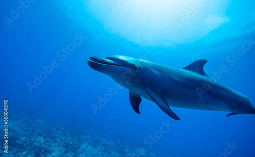 polynesian dolphins