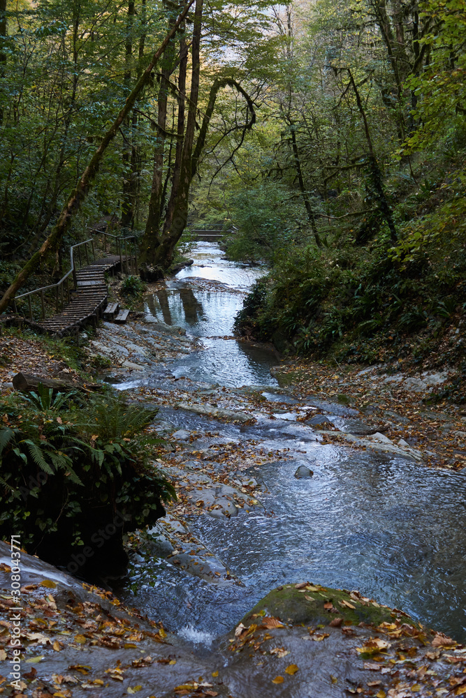 waterfall in forest