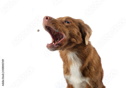 Fototapeta Naklejka Na Ścianę i Meble -  funny dog face screaming. Nova Scotia Duck Tolling Retriever on a white background