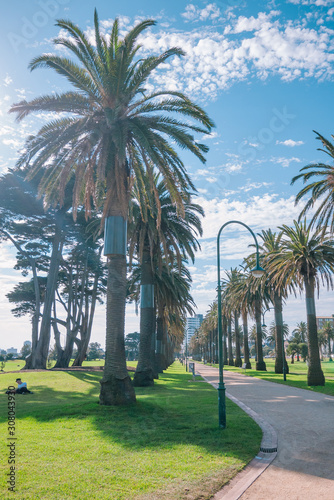Palm Tree Lined Pathway in St Kilda, Melbourne, Australia