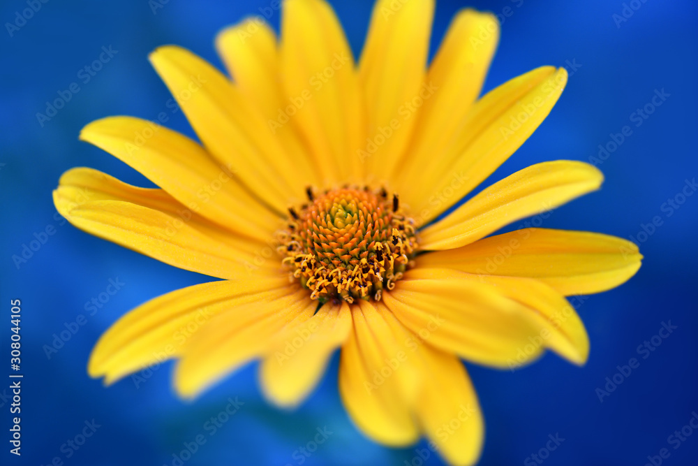 One yellow flower on a Sunny summer day on blue background. Horizontal photography One yellow flower on a Sunny summer day on blue background. Horizontal photography