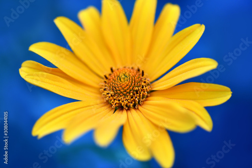 One yellow flower on a Sunny summer day on blue background. Horizontal photography