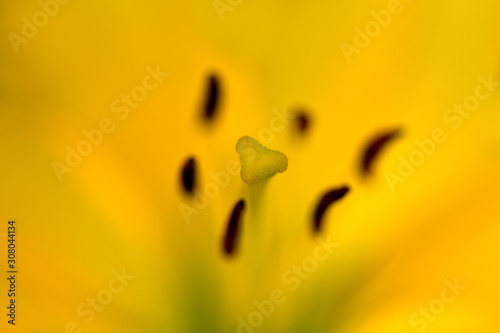 Floral yellow background. Yellow Lily close-up. Macro
