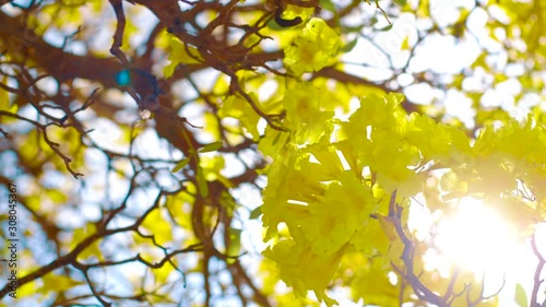 The Beautiful Yellow Kibrahacha Tree Flowers Swinging Along The Winds On A Sunny Day in Curacao - Close up Shot photo