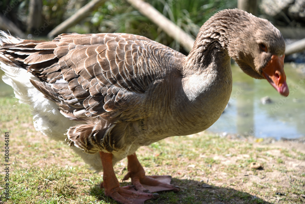 Duck Bird Animal Portrait Near the Lake byMorning at Spring Duck Bird Animal Portrait Near the Lake byMorning at Spring