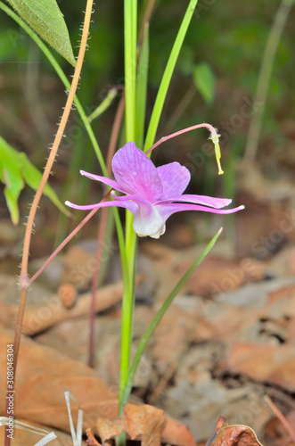 Flower of barrebwort 2