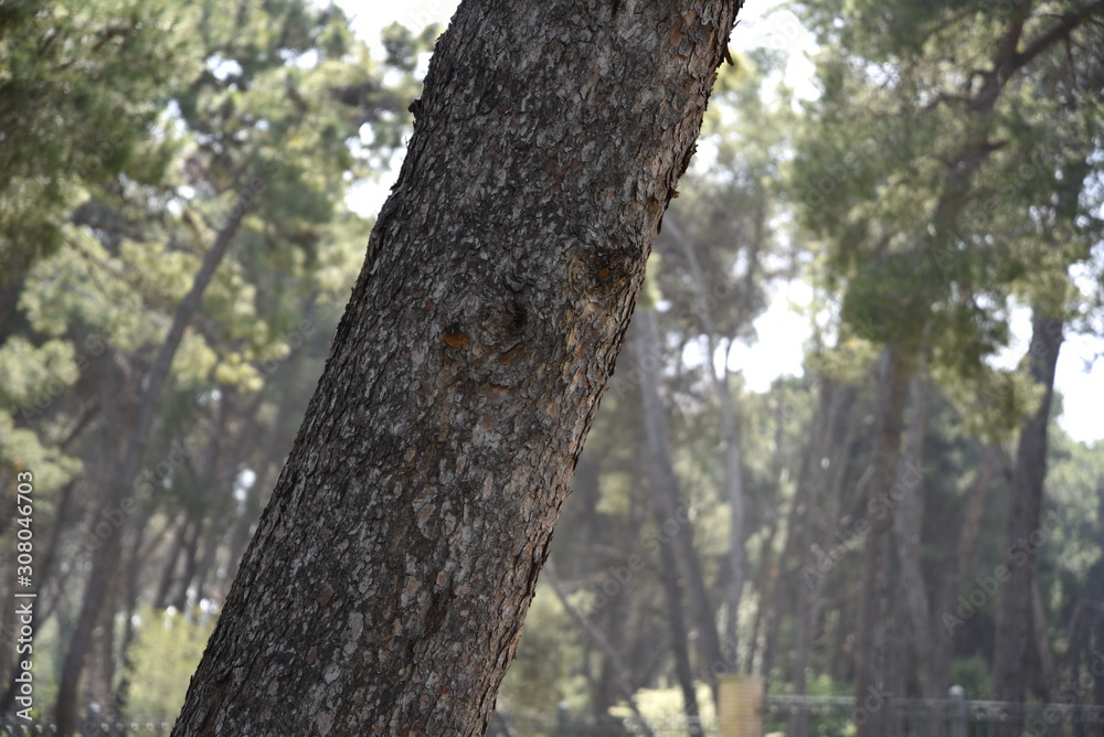 Pine Trunk by Morning at Spring