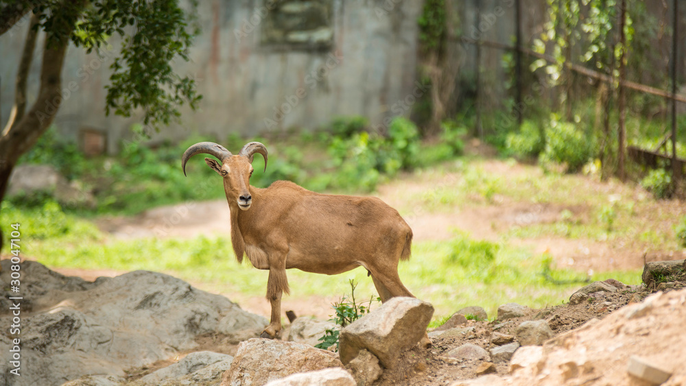 Fototapeta premium Barbary Sheep on rock cliff