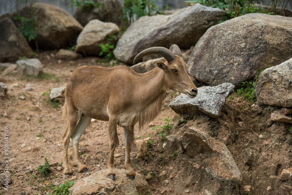 Barbary Sheep on rock cliff