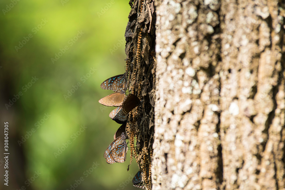 Fototapeta premium A group of beautiful butterflies sits on a tree trunk. Close-up.
