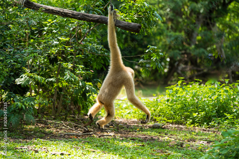 Fototapeta premium Monkey on the tree ,Monkey Climbing Tree