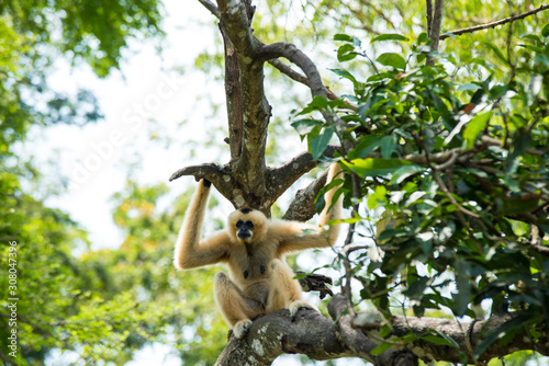 Monkey on the tree ,Monkey Climbing Tree
