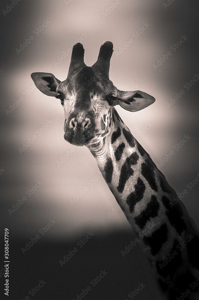 Obraz premium Close up of a giraffe head