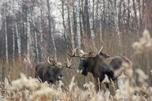 two bull mooses before the fight in the National Park Elk Island © Tia Gata