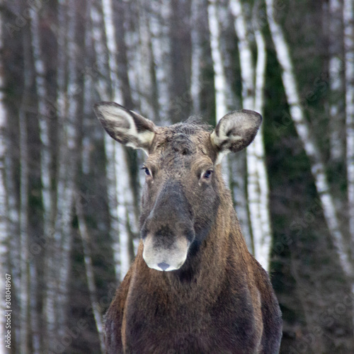 female moose is curious about shooting