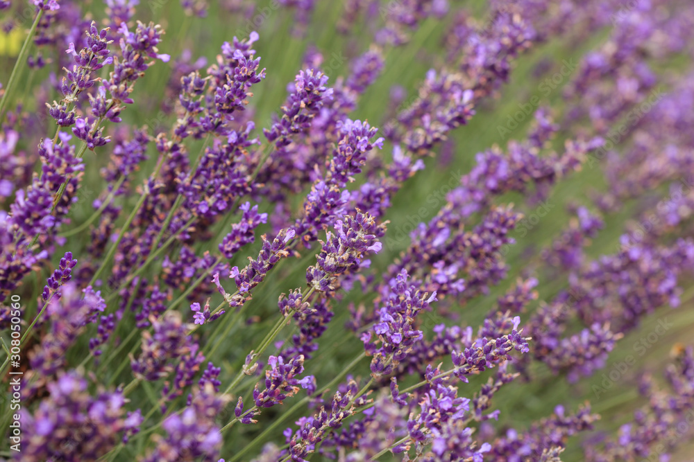 lavender field in the France