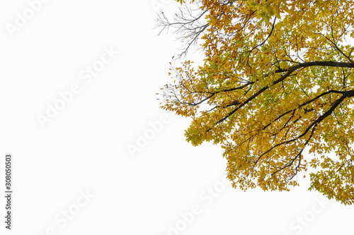 Autumn colors on the white scene