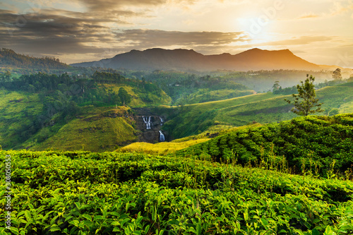Fototapeta Naklejka Na Ścianę i Meble -  Tea plantation and St Claire waterfall at sunrise, Sri Lanka