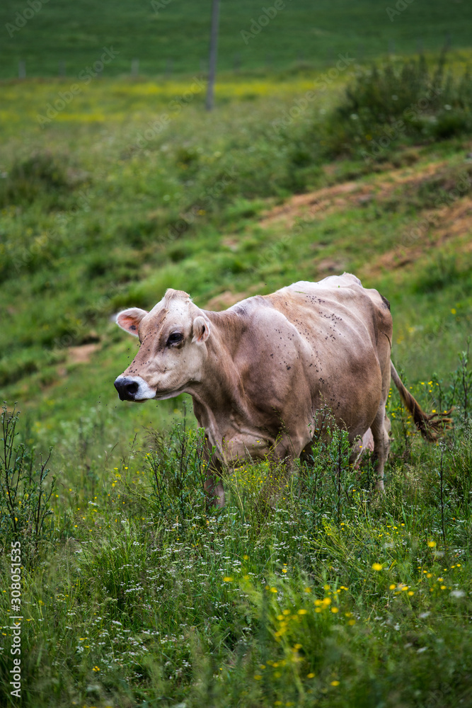 Cow (Swiss Braunvieh breed) walking on a green meadow.