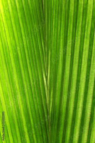 green leaf texture  nature background