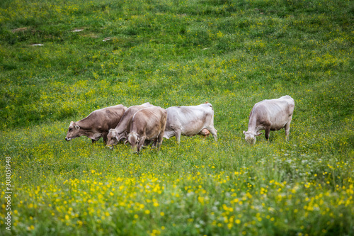 Group of cows (Swiss Braunvieh breed) grazing on a green meadow.