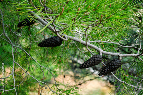 Dried Pineapples On Tree Branches