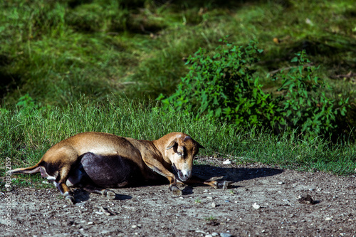 Lying pregnant, brown cameroon sheep (Ovis Aries) on the ground.