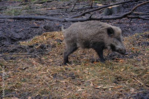 Wildschwein