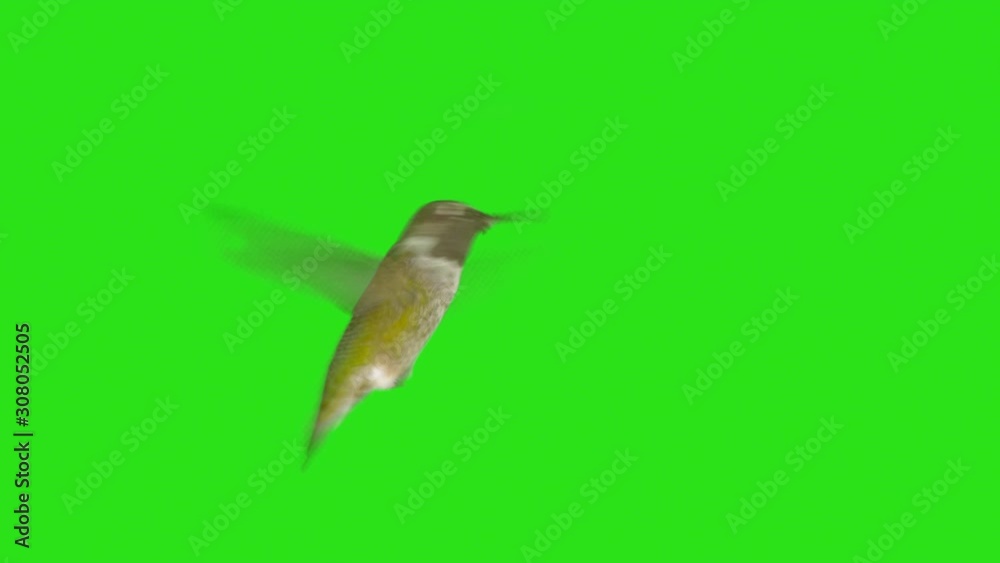 Real Hummingbird with Alpha Channel Matte mask in 4K