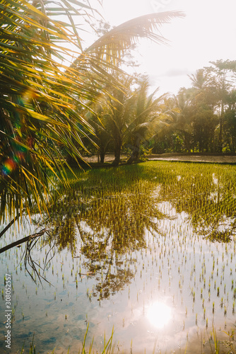 Réflexion du soleil sur une rizière de riz à Bali