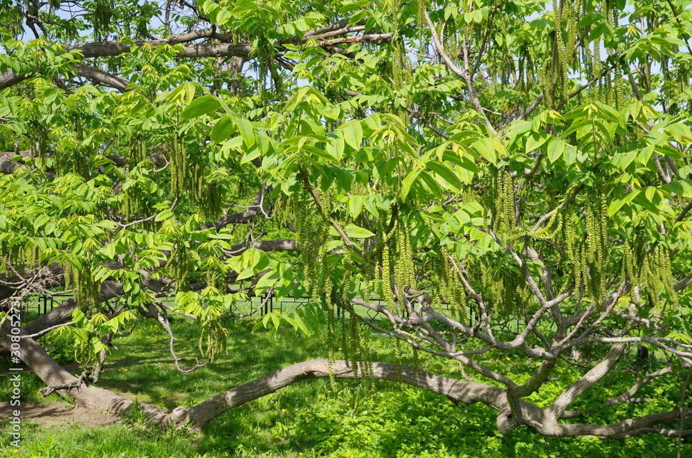 Fototapeta premium Manchurian walnut (lat. Juglans mandshurica) in Sunny spring day