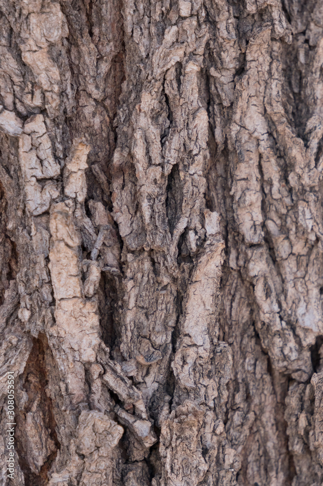 Obraz premium Vertical close up of a southwestern Soap Berry Tree.
