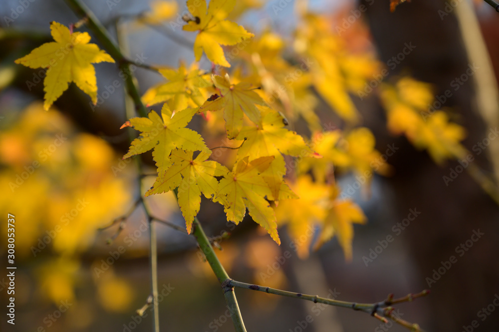 Natural autumn colors Natural autumn colors