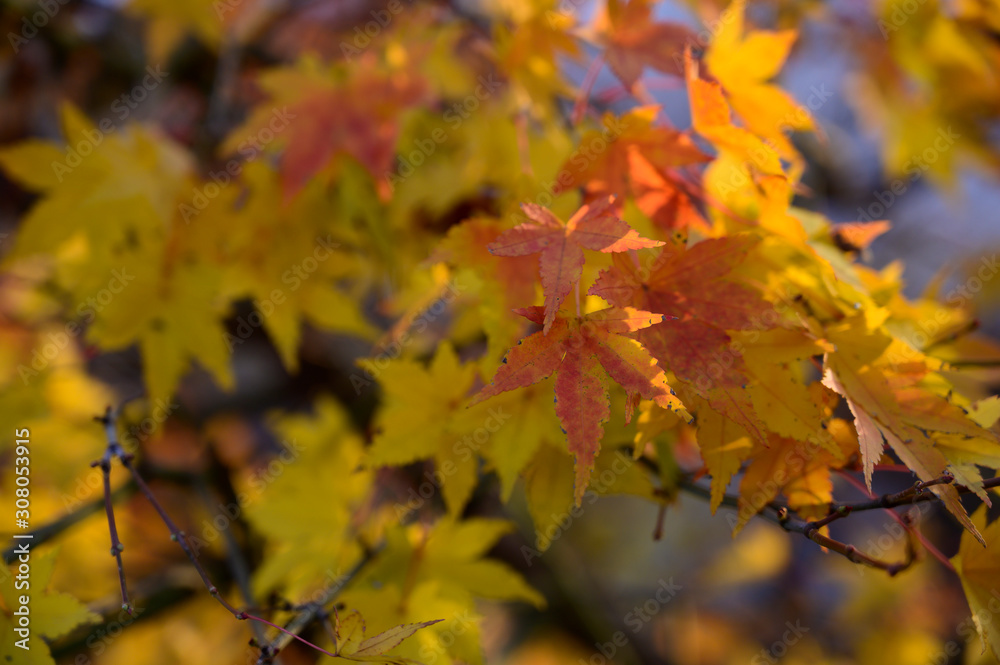 Fototapeta premium Natural autumn colors
