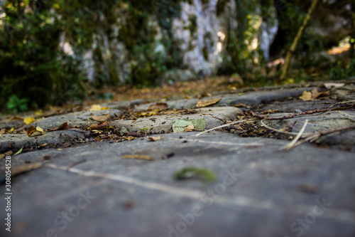 Yellow and green leaves on stone ground and rocks background at nature landscape