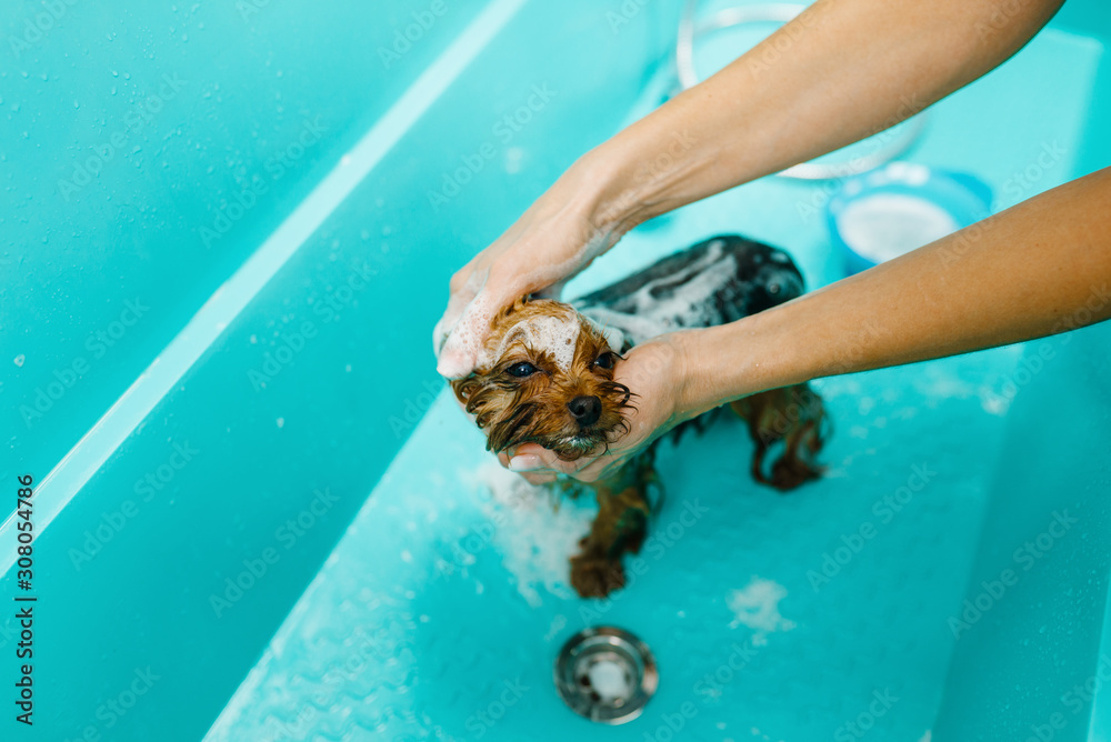 Female groomer washes cute dog, grooming salon