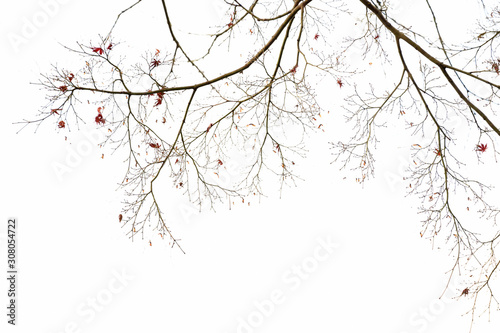 Trees and leaves, background with copy space