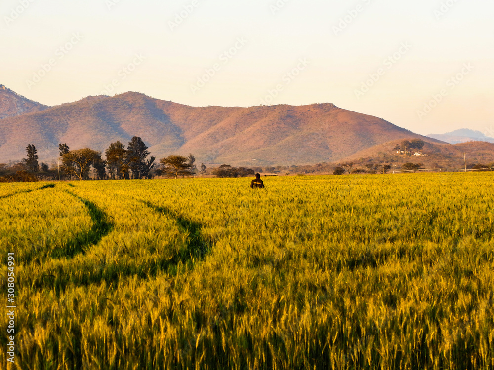 landscape of a wheat field next to mountains