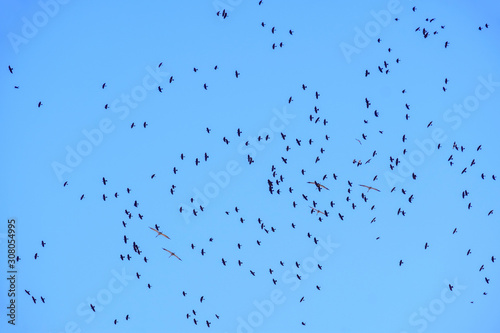 Flock with flying Jackdows and cranes on a blue sky