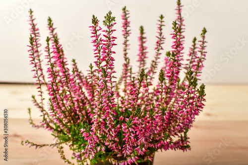 Side view of Calluna vulgaris plant with fresh pink flowers and green leaves in a garden pot on a light brown table, photographed with soft focus and space around for text
