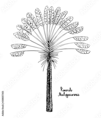 Palm Ravenala madagascariensis.  Black and white drawing of an exotic  traveller's tree.