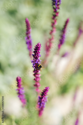 bumble bee sitting on a flower