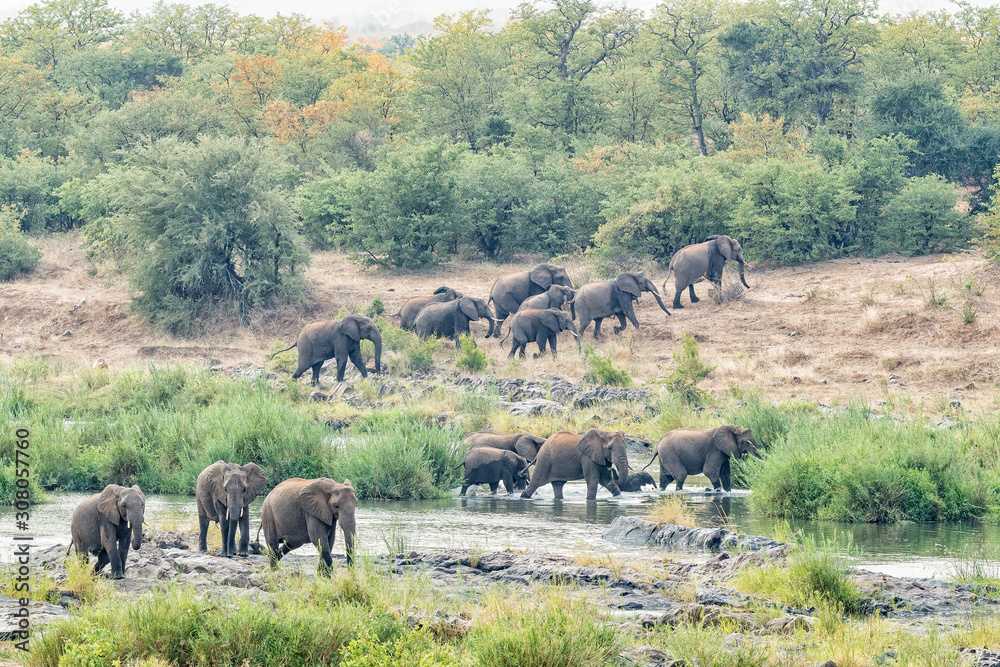 African elephants crossing the Olifants River