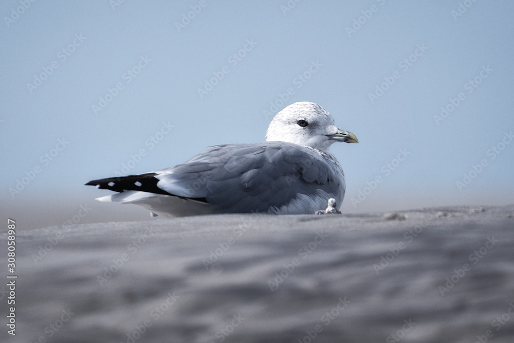 Close-up of a seagull at the German North Sea coast Close-up of a seagull at the German North Sea coast