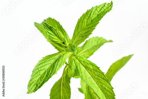 Fresh leaves of green mint isolated on white background, side view of healthy vegan food