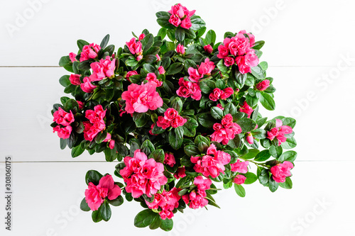 Close up of pink magenta azalea or Rhododendron plant with flowers in full bloom in a brown pot isolated on a white table, side view with space for text, for Valentine's Day or Mother's Day