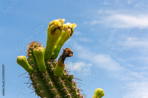 Cactus IMG_8911 photo