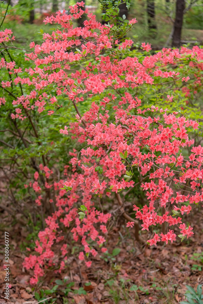 Beautiful red mini azaleas blooming in the forest